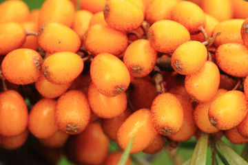 sea buckthorn plant with fruits