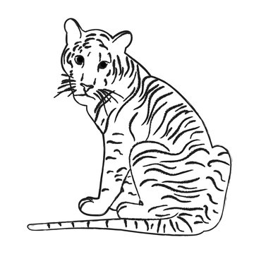 sketch of a tiger sitting