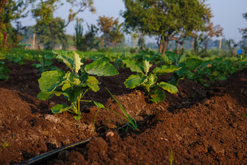 Growing brinjal plants in the farm field,  Maharashtra, India