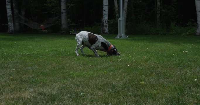 Dog pivots to grab bone in grass - slow motion