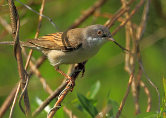 Poland, Biebrzanski National Park – closeup of a Whitethroat bird – latin: Sylvia communis