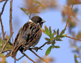 Poland, Biebrzanski National Park – closeup of a Reed Bunting bird – latin: Emberiza schoeniclus