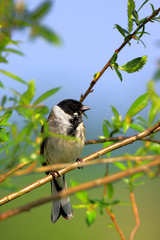 Poland, Biebrzanski National Park – closeup of a Reed Bunting bird – latin: Emberiza schoeniclus