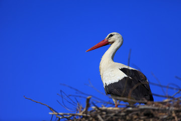 Poland, Biebrzanski National Park – closeup of a White Stork bird in a nest – latin: Ciconia ciconia