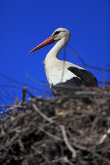 Poland, Biebrzanski National Park – closeup of a White Stork bird in a nest – latin: Ciconia ciconia