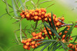 sea buckthorn plant with fruits