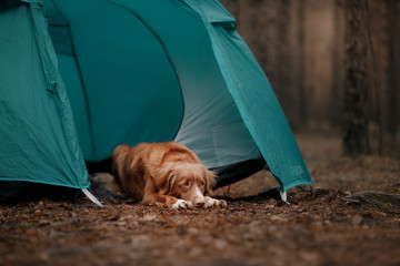 The dog in the tent. Nova Scotia duck tolling Retriever in the campaign