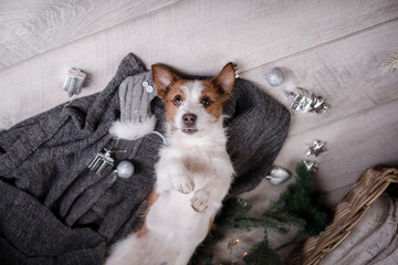 The dog on the blanket. Jack Russell Terrier in Christmas decorations