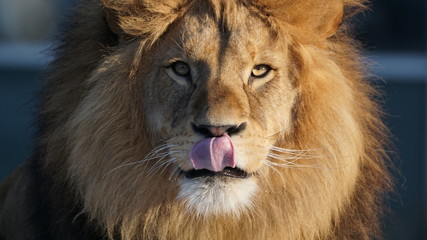 Perfect Lion © Raphaela