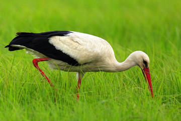 Poland, Biebrzanski National Park – closeup of a White Stork bird in a nest – latin: Ciconia ciconia