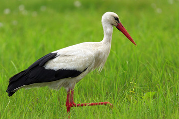 Fototapeta premium Poland, Biebrzanski National Park – closeup of a White Stork bird in a nest – latin: Ciconia ciconia