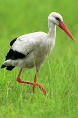 Poland, Biebrzanski National Park – closeup of a White Stork bird in a nest – latin: Ciconia ciconia