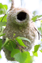Poland, Biebrzanski National Park – Nest of an European Penduline Tit bird – latin: Remiz pendulinus