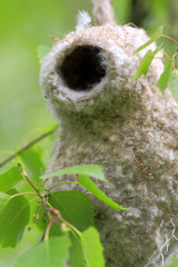 Poland, Biebrzanski National Park – Nest of an European Penduline Tit bird – latin: Remiz pendulinus