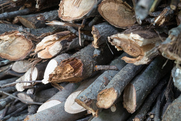 Trees that have been cut down