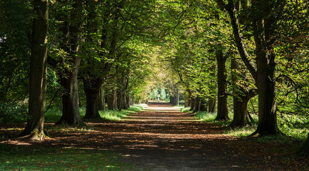 photo of an avenue of trees in the sun shine with shadows of the trees 