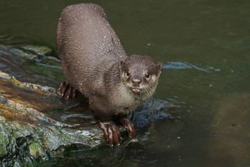 photo of a beautiful smooth coated otter - 186847821