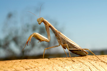 Mantis religiosa