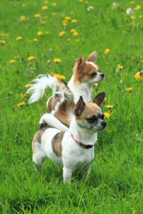 two chihuahua in the green grass