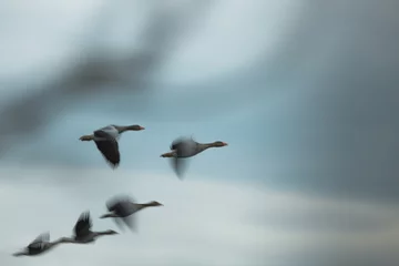 Foto op Plexiglas flying ducks with fuzziness © Chris