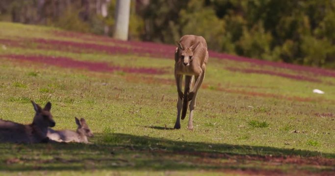Kangaroo jumps. Slow motion.