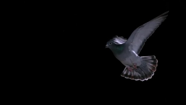 gray pigeon on a white background. Slow motion