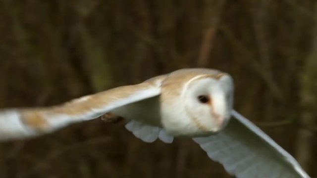 owl launching start. bird. slow motion .animals wildlife.