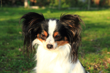 papillon dog in the grass