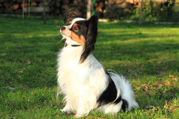 papillon dog in the grass