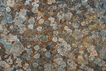 Full Frame Natural Pattern