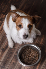 The dog on the floor. Jack Russell Terrier and a bowl of feed