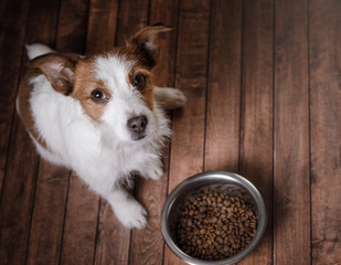 The dog on the floor. Jack Russell Terrier and a bowl of feed