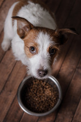 The dog on the floor. Jack Russell Terrier and a bowl of feed