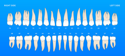 Set of human teeth jaw, the location of teeth in humans, template for dental clinic. Flat design, vector illustration Ai / EPS 10  - obrazy, fototapety, plakaty