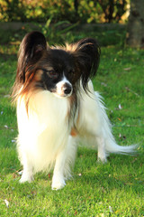 papillon dog in the grass