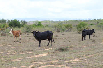Rinder in Madagaskar
