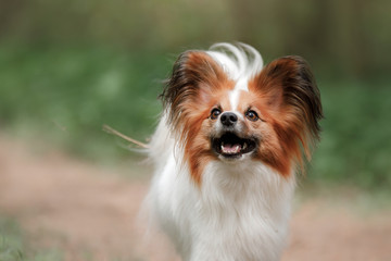 Papillon dog in the forest