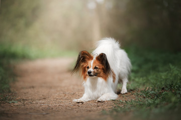 Papillon dog in the forest