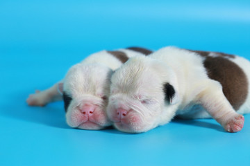 7 days purebred English Bulldog puppy say hello the world on light blue screen