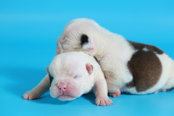 7 days purebred English Bulldog puppy say hello the world on light blue screen
