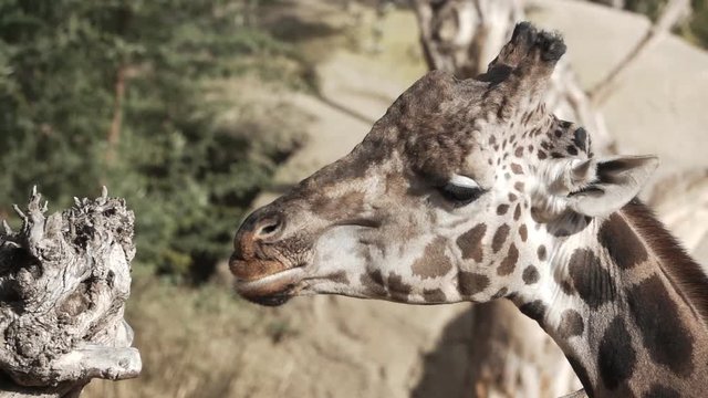 Profile of giraffe head chewing in slow-motion