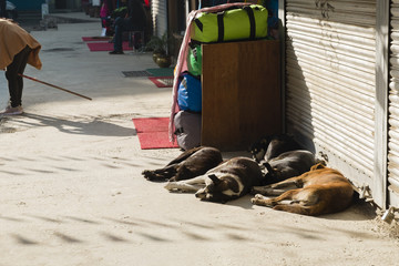 stray dogs are sleep on footpath in sunshine day, Kathmandu, Nepal
