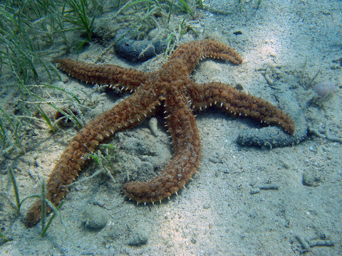 Seestern in Parkostane
