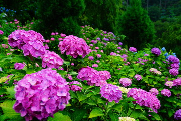 京都善峯寺の紫陽花