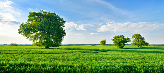 Grünes Feld, alte solitäre Eichen, blauer Himmel