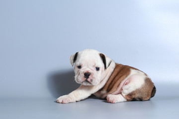 2 month purebred English Bulldog puppy on gray screen