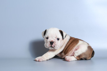 2 month purebred English Bulldog puppy on gray screen