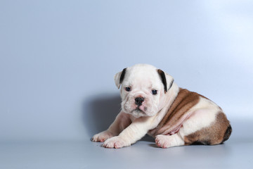 2 month purebred English Bulldog puppy on gray screen