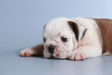 2 month purebred English Bulldog puppy on gray screen