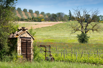 Tuscan vineyards